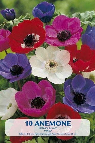 Anemon Blanda Mix 10-pakning